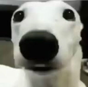 Meet your Posher, Casper